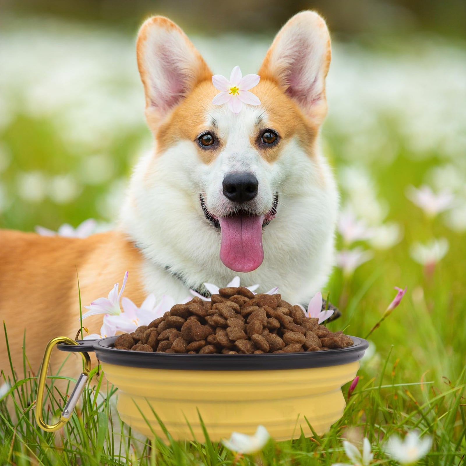 Portable Silicone Foldable Pet Bowl 